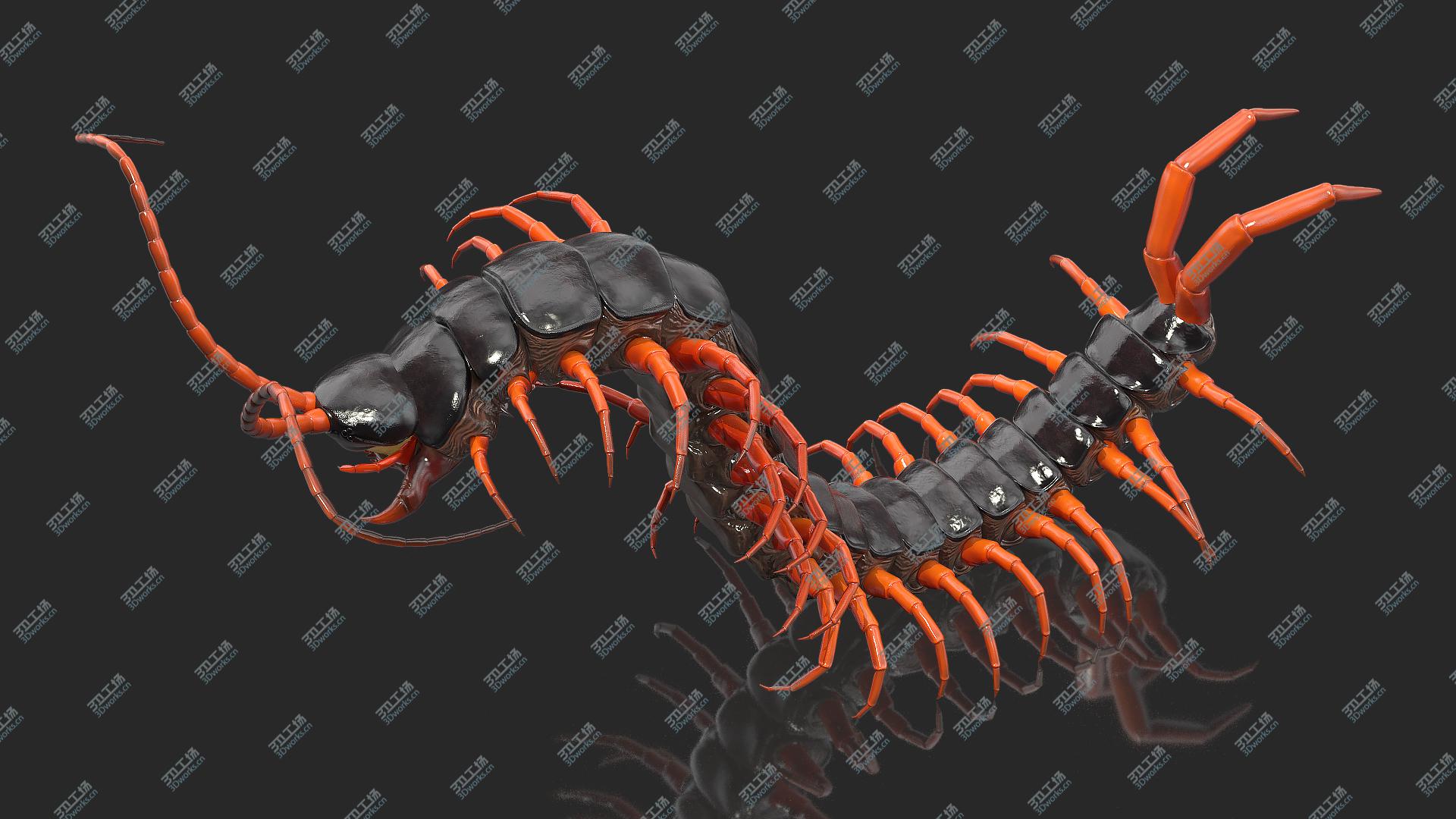 images/goods_img/2021040232/3D Scolopendra Subspinipes Rigged/1.jpg